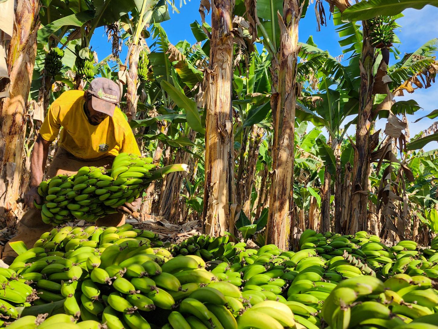 Fruticultura mineira registra alta de 29% na última década